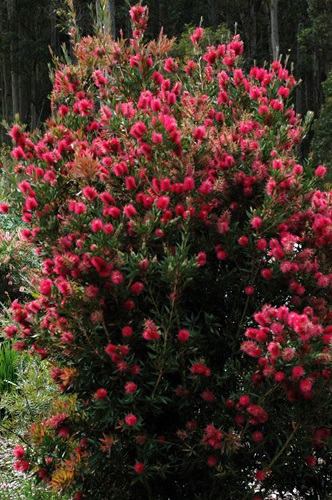 Callistemon selections and hybrids