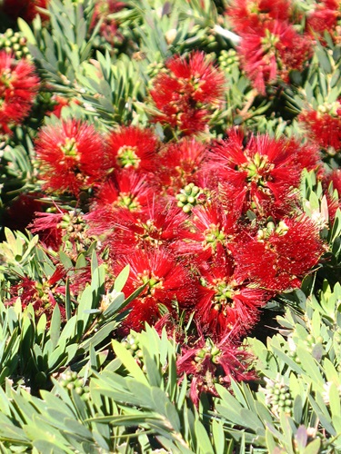 Callistemon hybrid 'Little John'