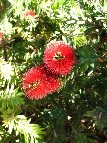 Callistemon hybrid 'Little John'