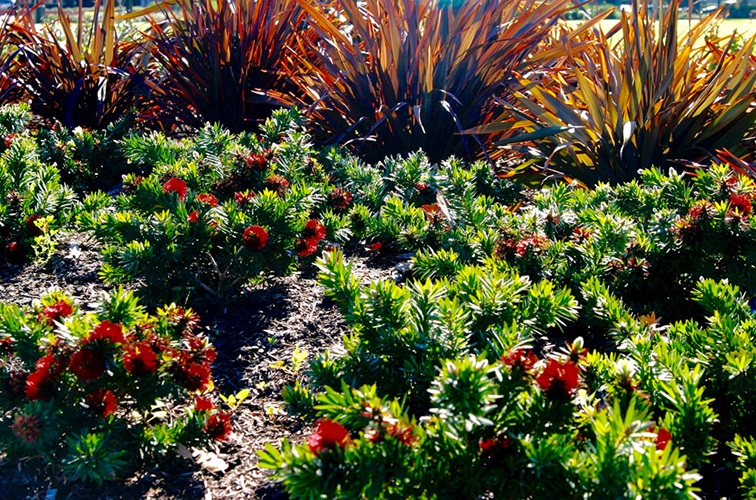 Callistemon hybrid 'Little John'