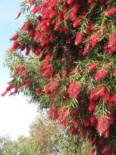 Callistemon  'Kings Park Special'