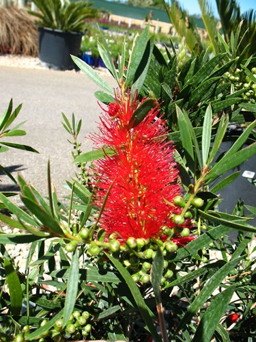 Callistemon 'Kings Park Special'