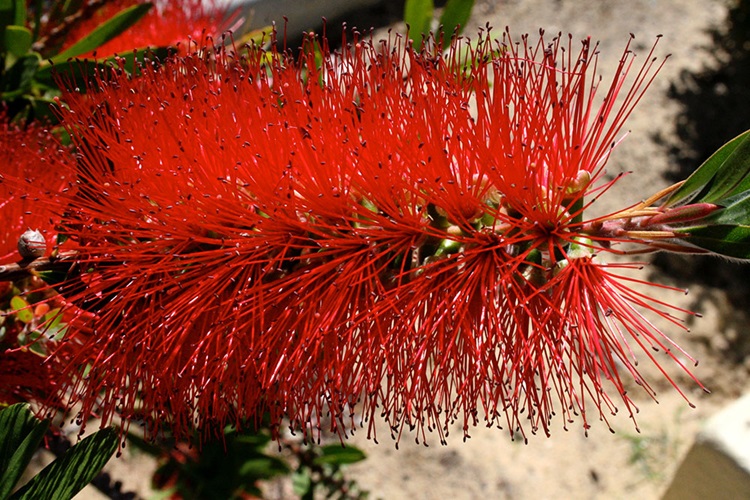 Callistemon 'Kings Park Special'