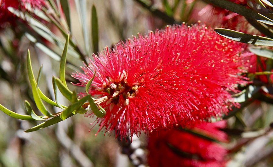 Callistemon phoeniceus