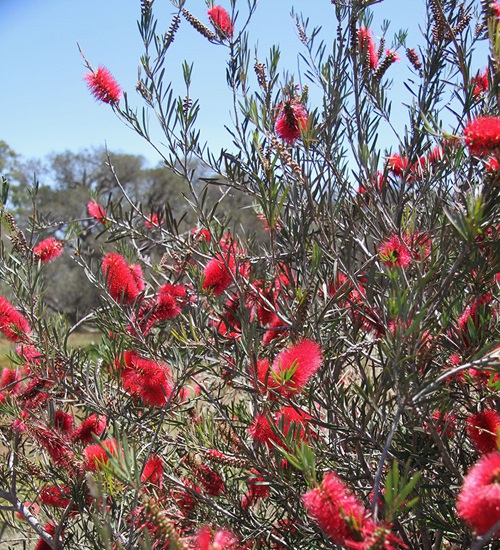 Callistemon phoeniceus