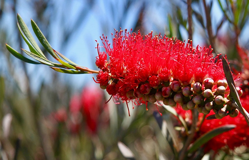 Callistemon phoeniceus