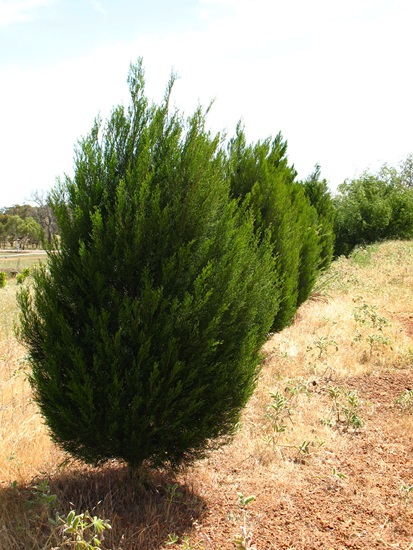 Callitris preissii