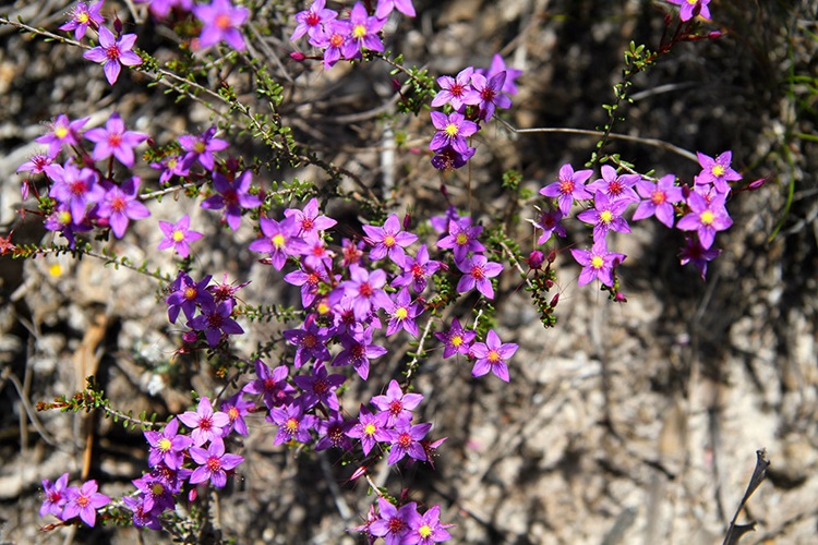 Calytrix fraseri