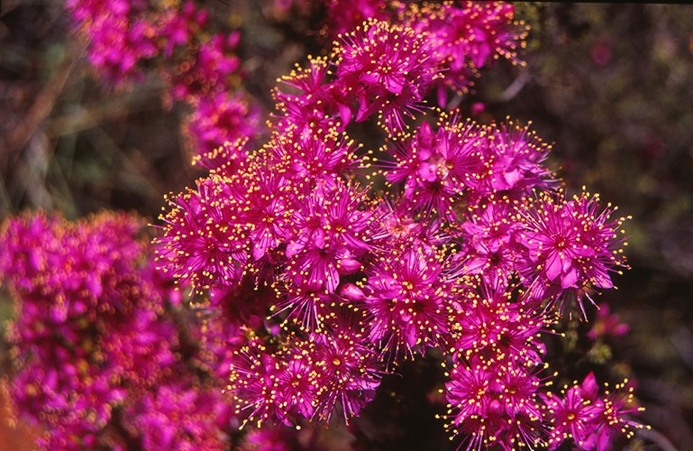 Calytrix fraseri