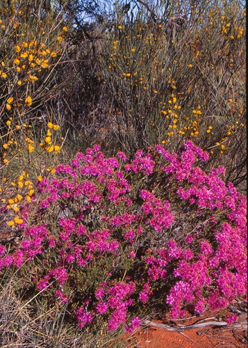 Calytrix fraseri