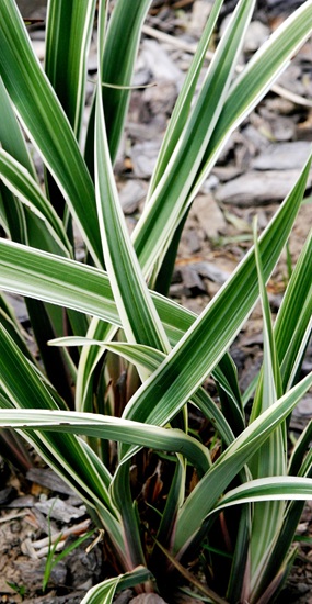 dianella_ensifolia