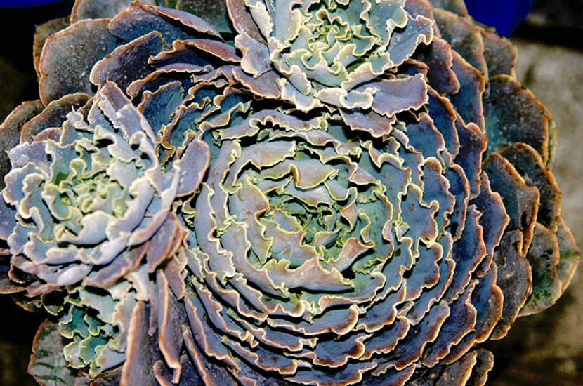 echeveria
