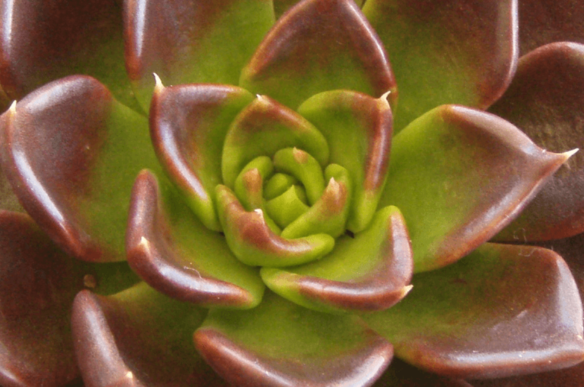 echeveria