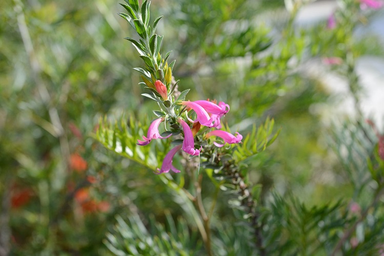 eremophila calorhabdos