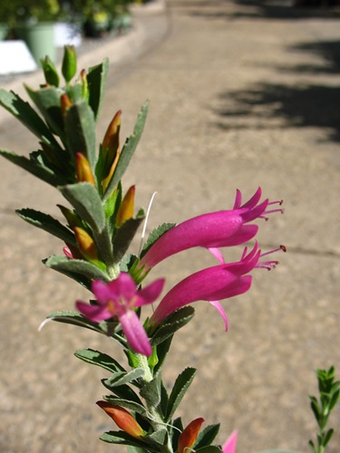 eremophila calorhabdos