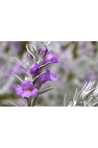 eremophila nivea