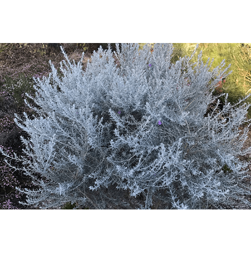 eremophila nivea