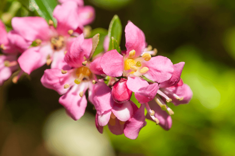 Pink escalonia macrantha