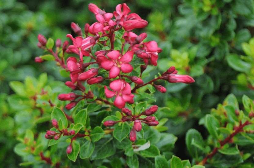 Pink escalonia macrantha