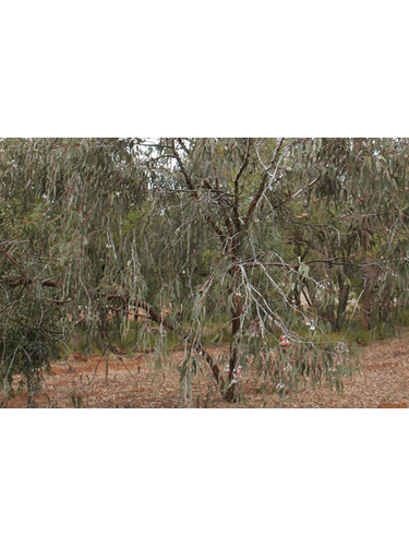 eucalyptus caesia