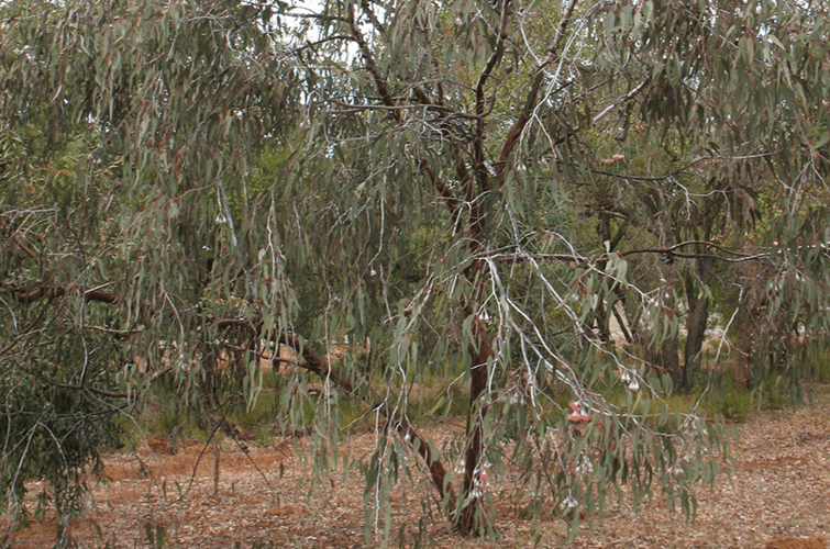 eucalyptus caesia