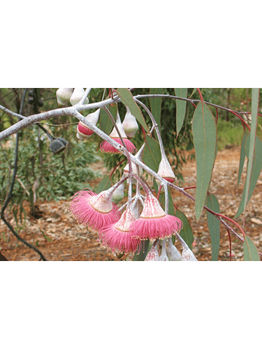eucalyptus caesia