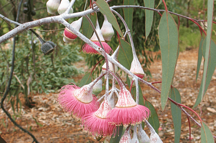 eucalyptus caesia