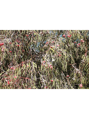 eucalyptus caesia