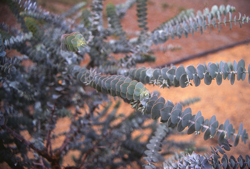 eucalyptus cinerea
