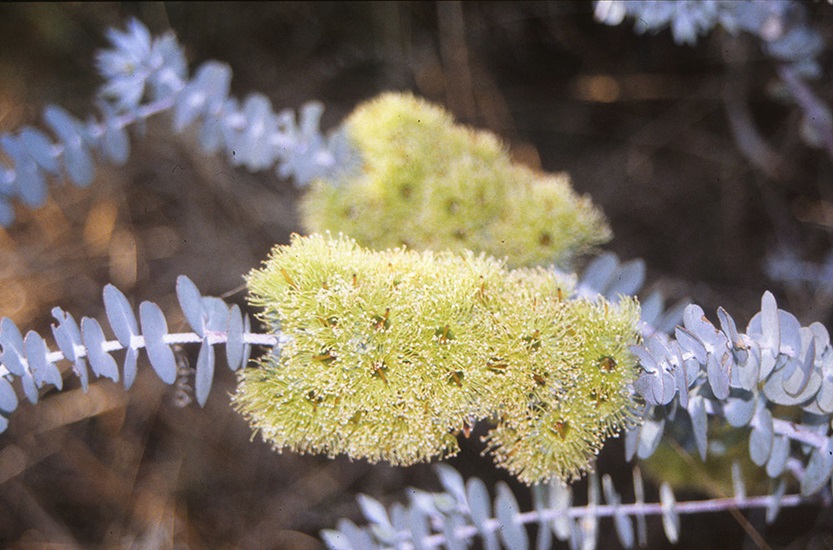 eucalyptus cinerea