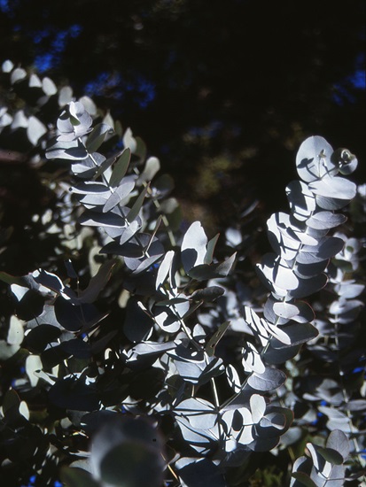 eucalyptus cinerea