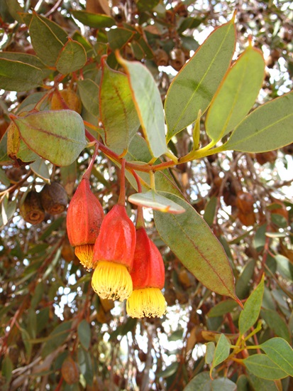 eucalyptus forrestiana