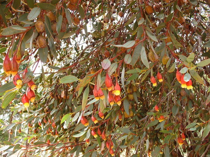eucalyptus forrestiana