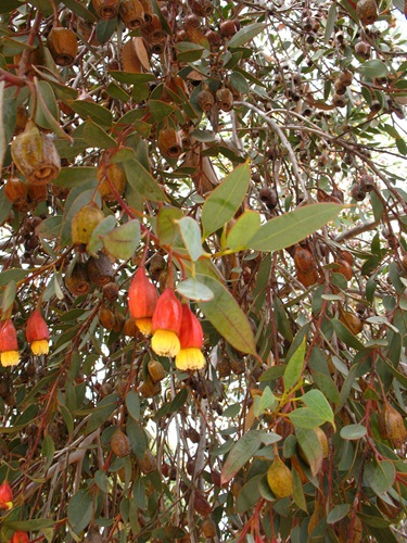 eucalyptus forrestiana