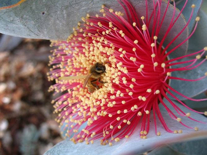 eucalyptus macrocarpa