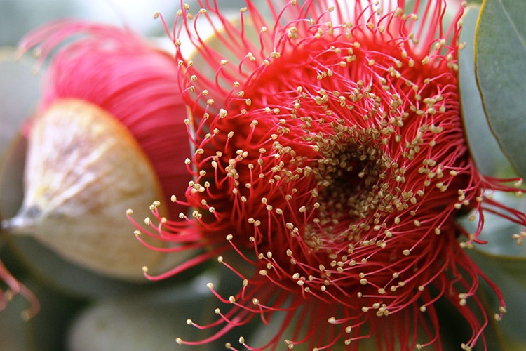 eucalyptus macrocarpa