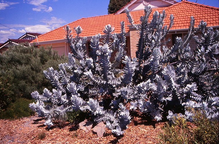 eucalyptus macrocarpa