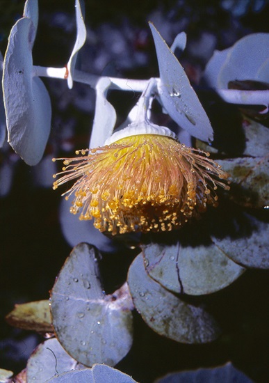 eucalyptus rhodantha