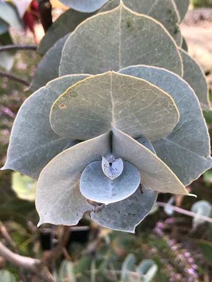 eucalyptus rhodantha