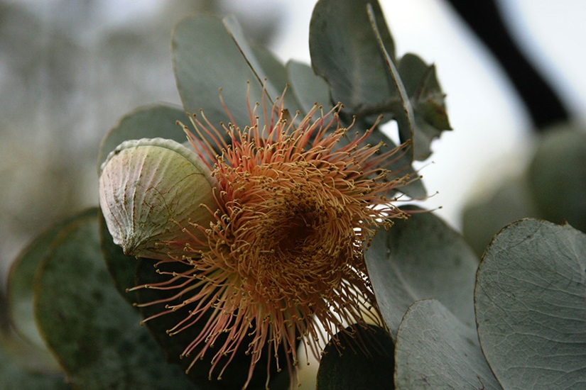 eucalyptus rhodantha