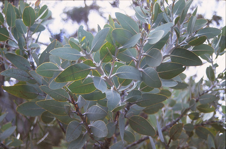 eucalyptus tetragona