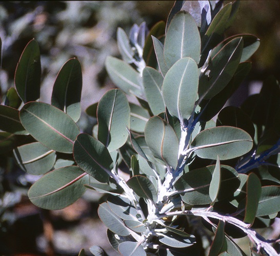 eucalyptus tetragona
