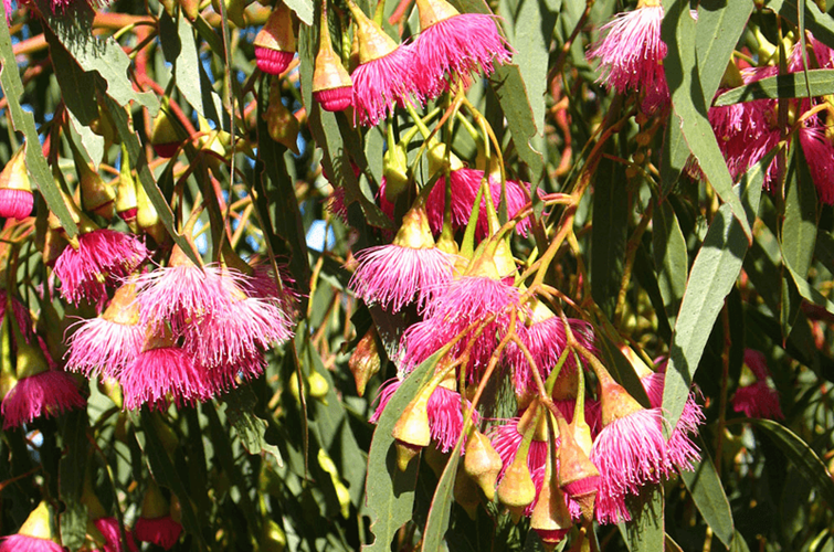 eucalyptus_torquata