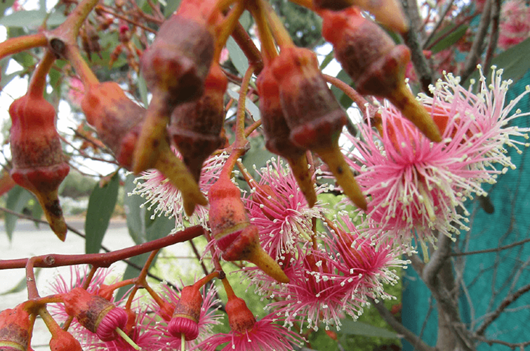 eucalyptus torquata