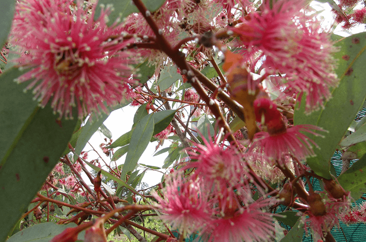 eucalyptus torquata