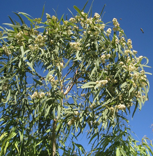 eucalyptus victrix