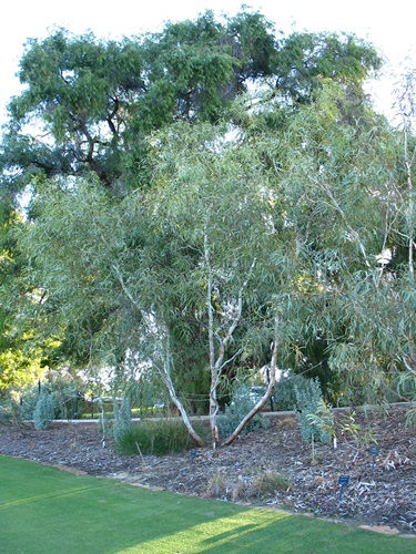 eucalyptus_victrix