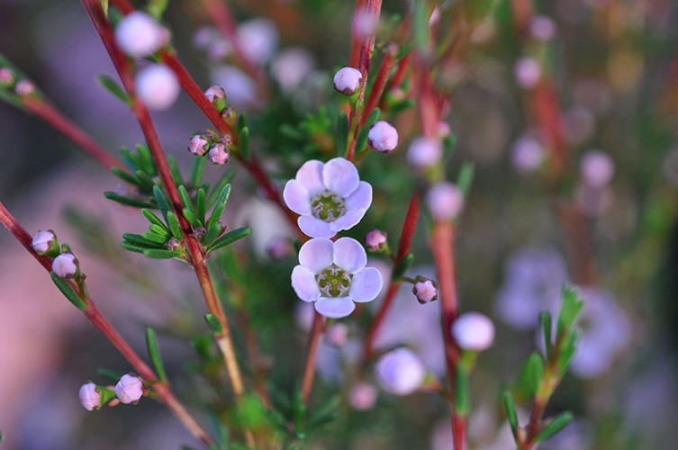 Astartea fascicularis