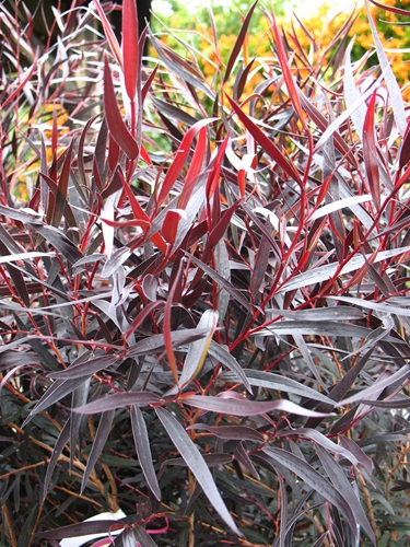 Agonis flexuosa 'Jervis Bay After Dark'