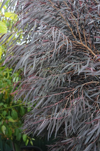 Agonis flexuosa 'Jervis Bay After Dark'